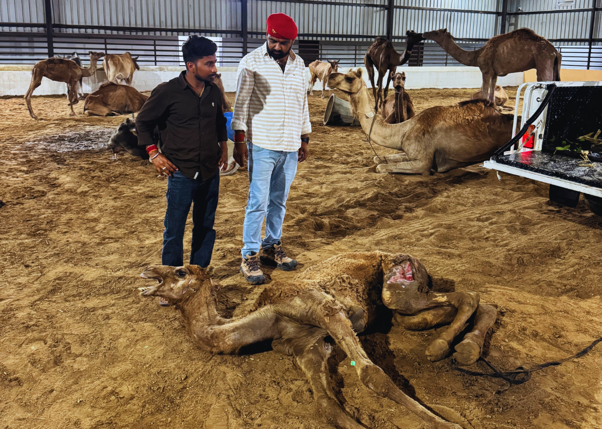 A Community United: How Govindsar is Leading by Example in Animal Welfare