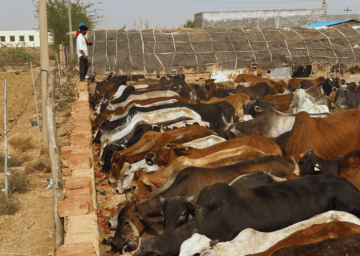 Food & Shelter for Animals