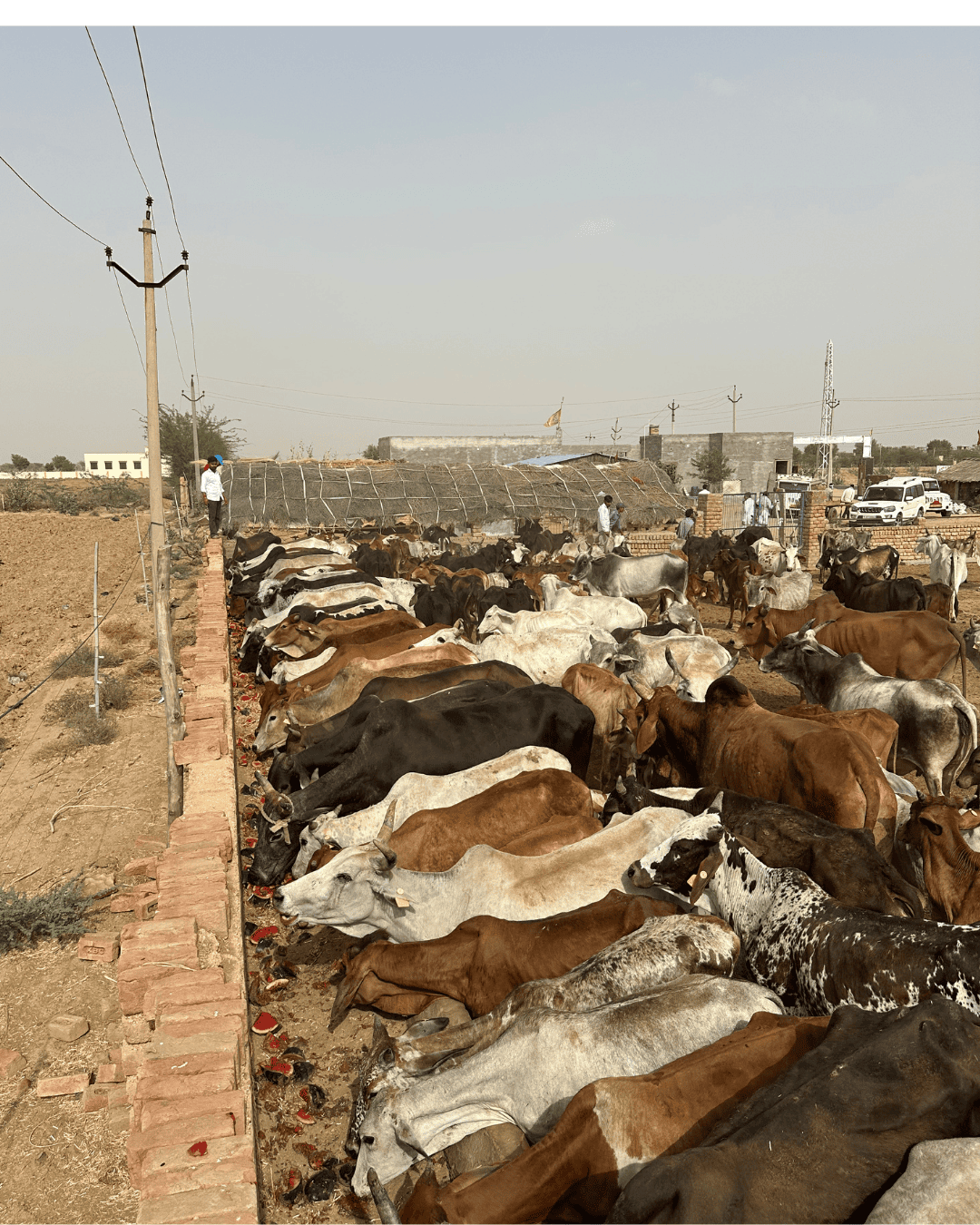 A New Beginning: Injured Cow Finds Safety and Care