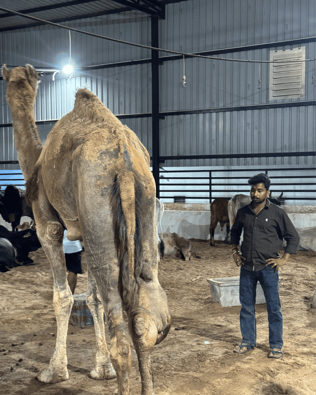 From Desert Despair to Hope: Rescuing an Injured Camel