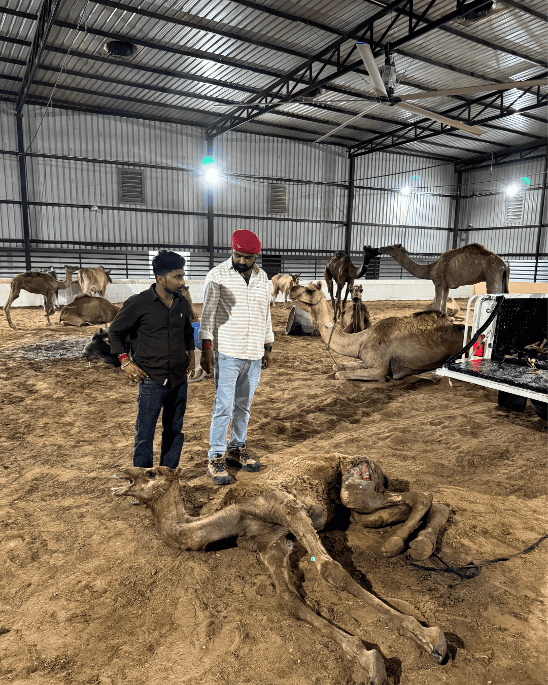 From Desert Despair to Hope: Rescuing an Injured Camel
