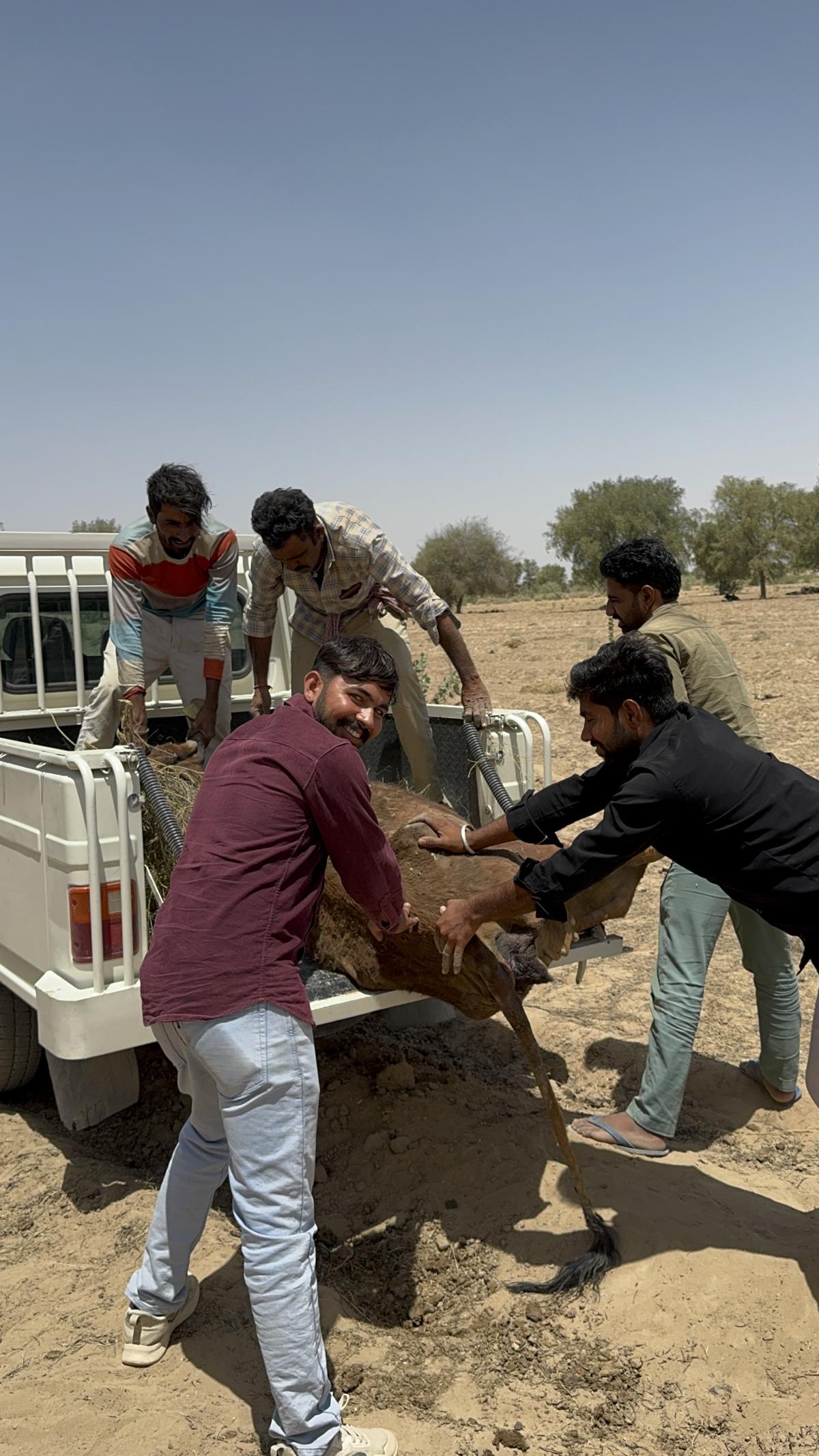 Thousands of Animal Found Hope During Rajasthan's Summer Rescue Drive