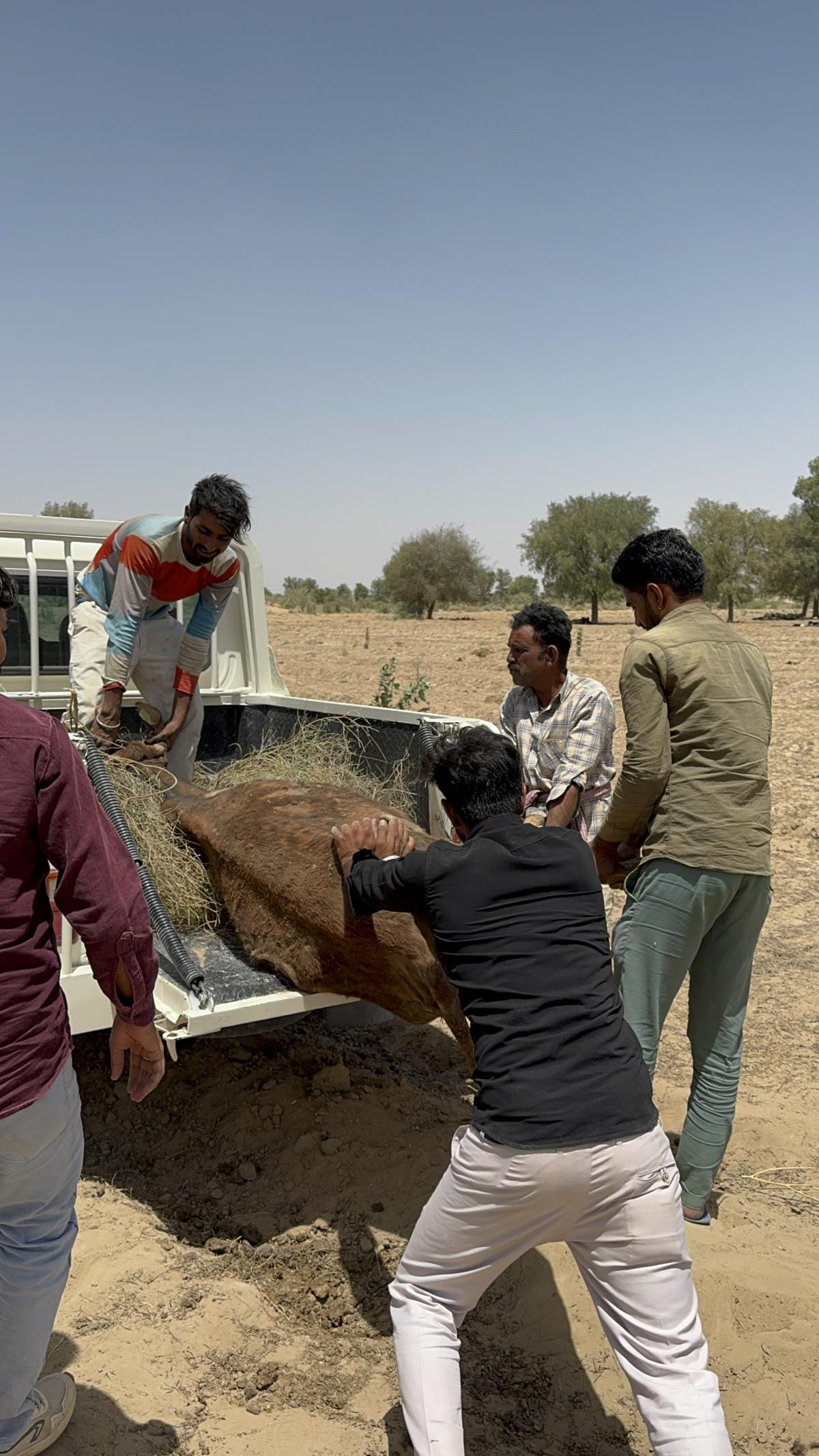 Thousands of Animal Found Hope During Rajasthan's Summer Rescue Drive